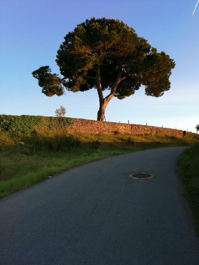 O Ze Ja Dormiu Aqui Celeiros Exterior foto